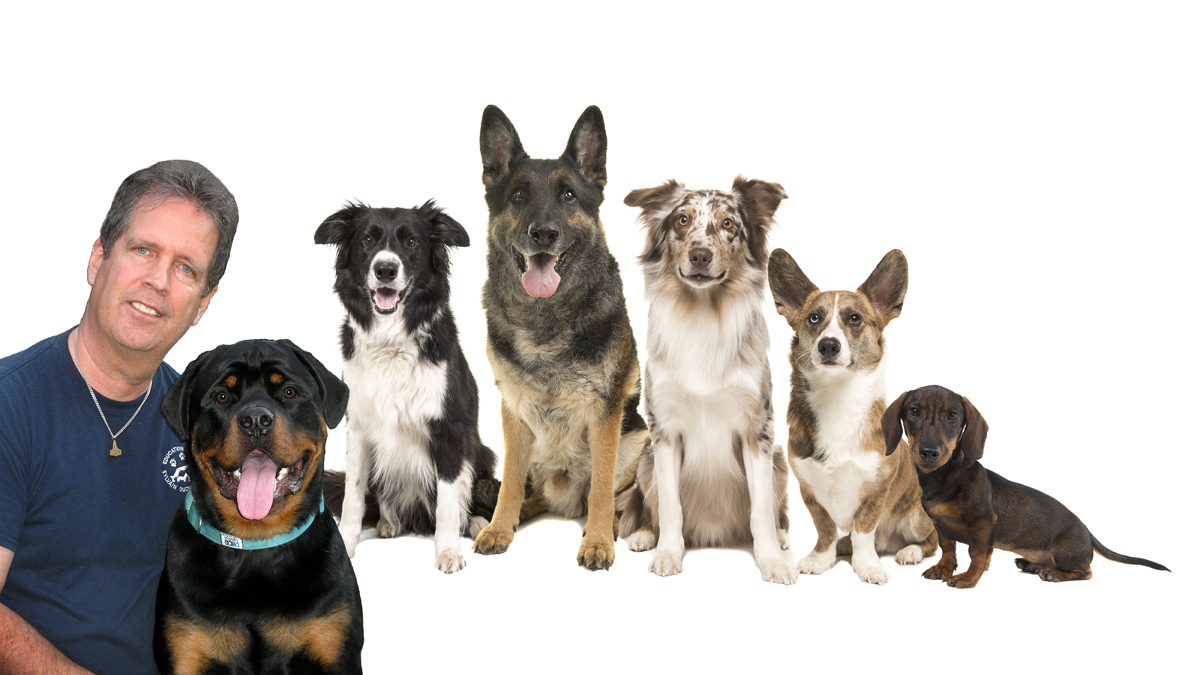 Les Formations Canines Sylvain Duchesneau