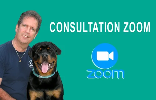 Comportementaliste canin - consultation Zoom