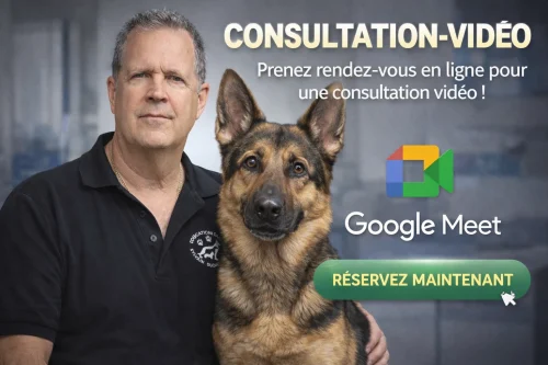 Consultation comportement canin
