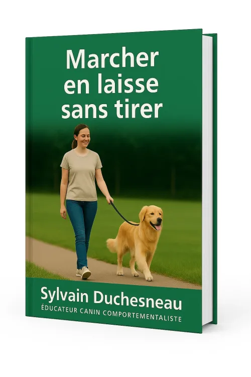 éducation canine, marche en laisse