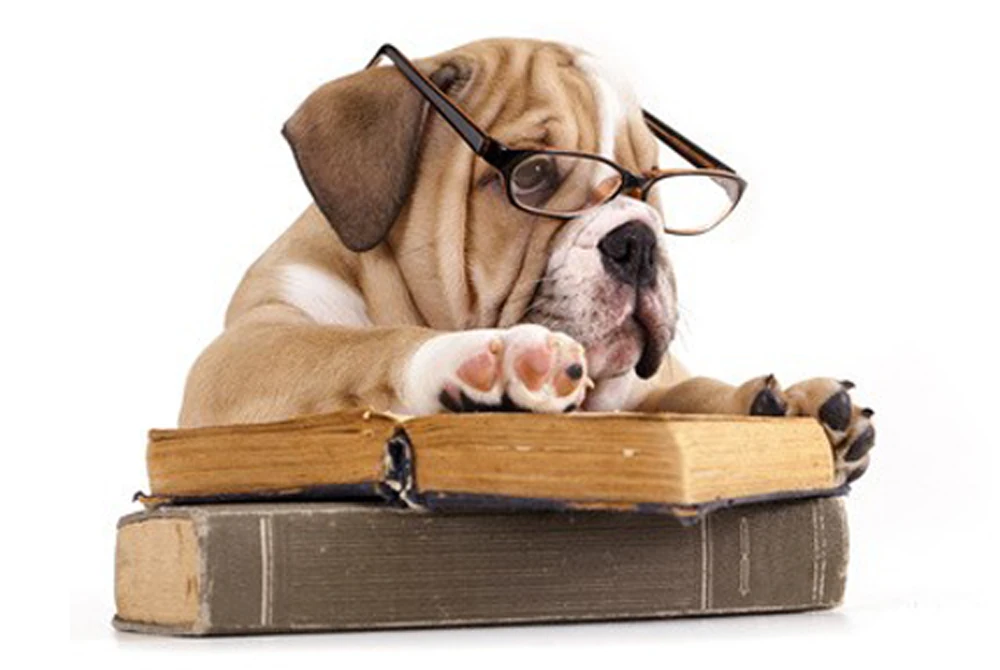 ebook-entête ebooks, livres numériques, éducation canine