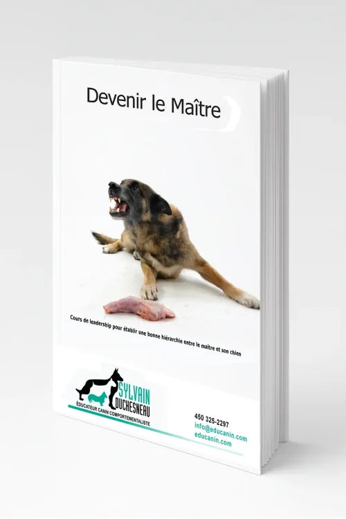 Document de cours Devenir le Maître – couverture 3D avec un berger allemand attentif, près d’un morceau de viande crue, sur fond blanc.