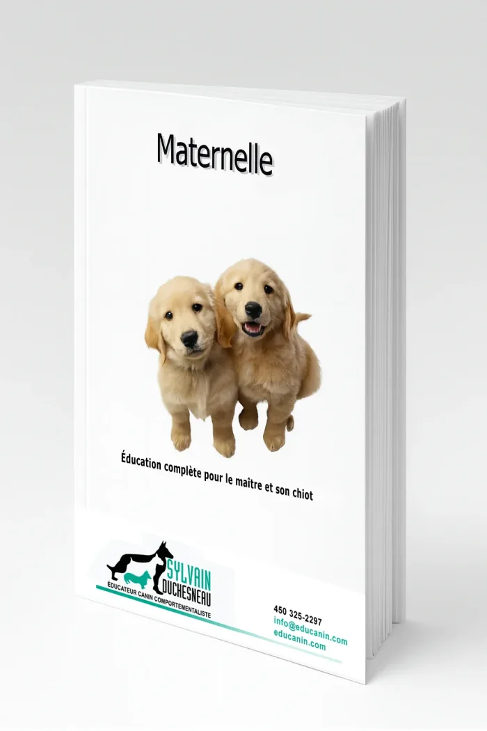 Document de cours Maternelle pour chiots – couverture 3D avec deux chiots Golden Retriever sur fond blanc, l’un assis calmement, l’autre joueur.