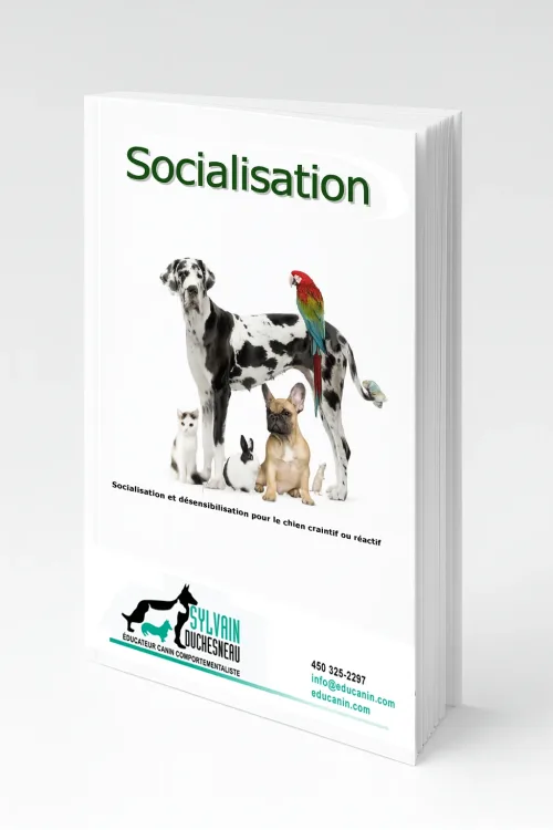 Document de cours sur la socialisation du chien – couverture 3D avec un grand danois, un perroquet, un chat, un bouledogue français et un lapin.