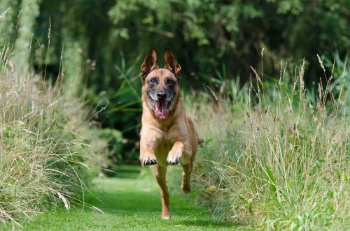 rappel malinois